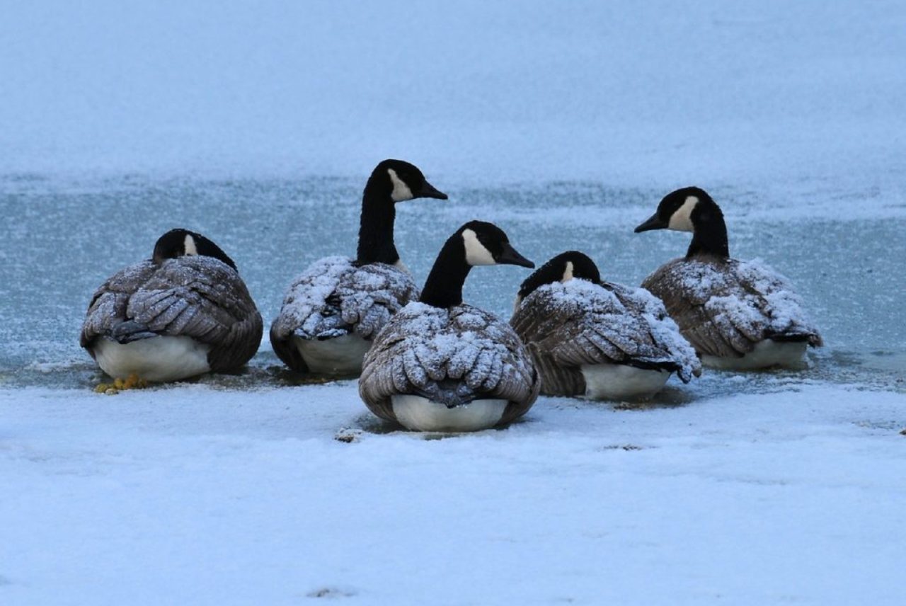 canada-geese-skeeze-pixaaby