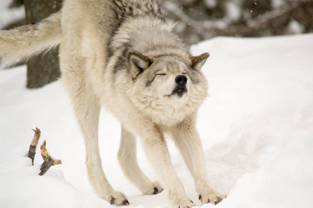 zoo-ecomuseum-wolf