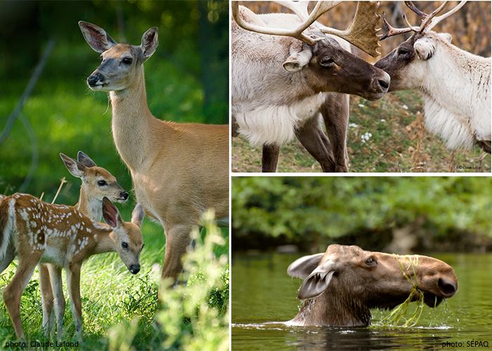 zoo-ecomuseum-summer