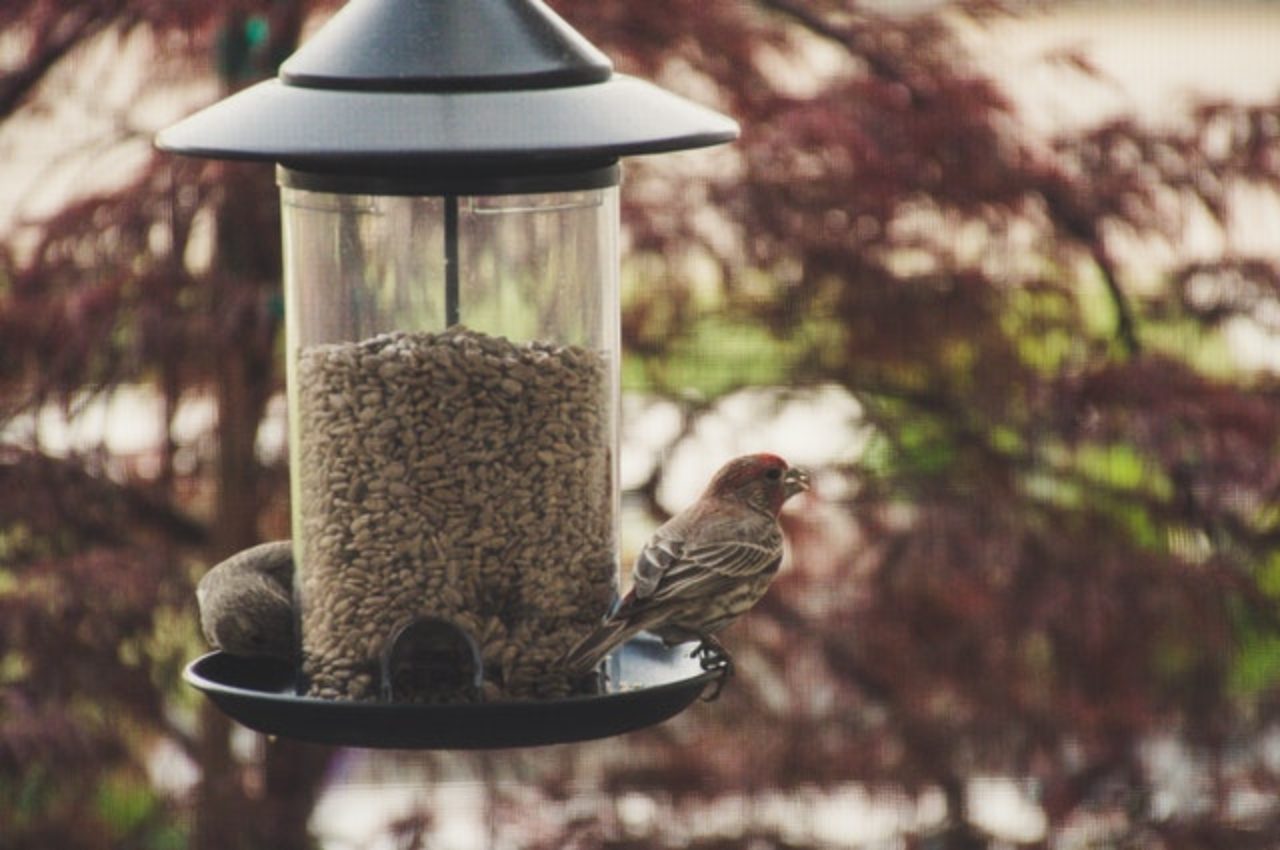 Photo Birds-at-feeder-by Brett Sayles from Pexels