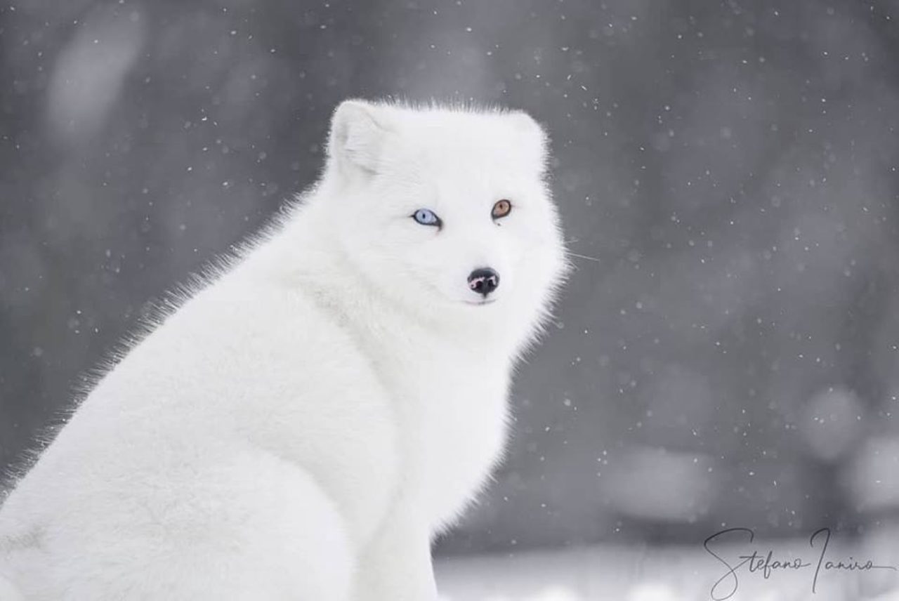 artic-fox-stafano-laniro-photography