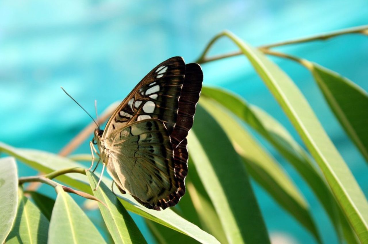 butterfly-on-plant-delo-pixaby