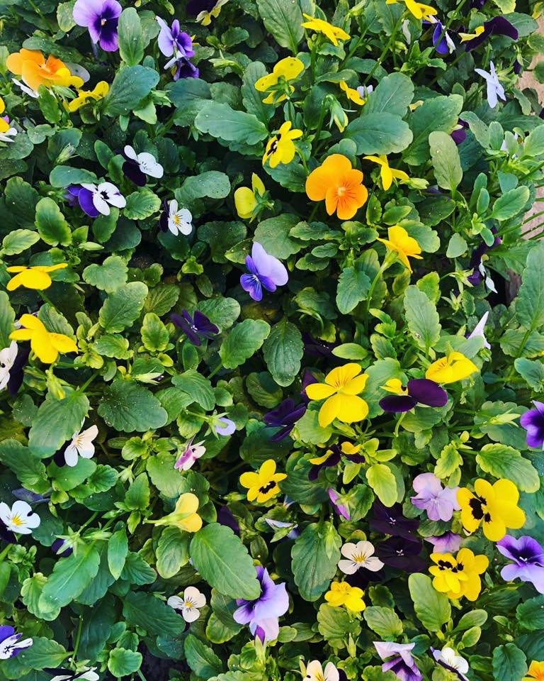 lufa-farms-edible-pansies-from-rooftop
