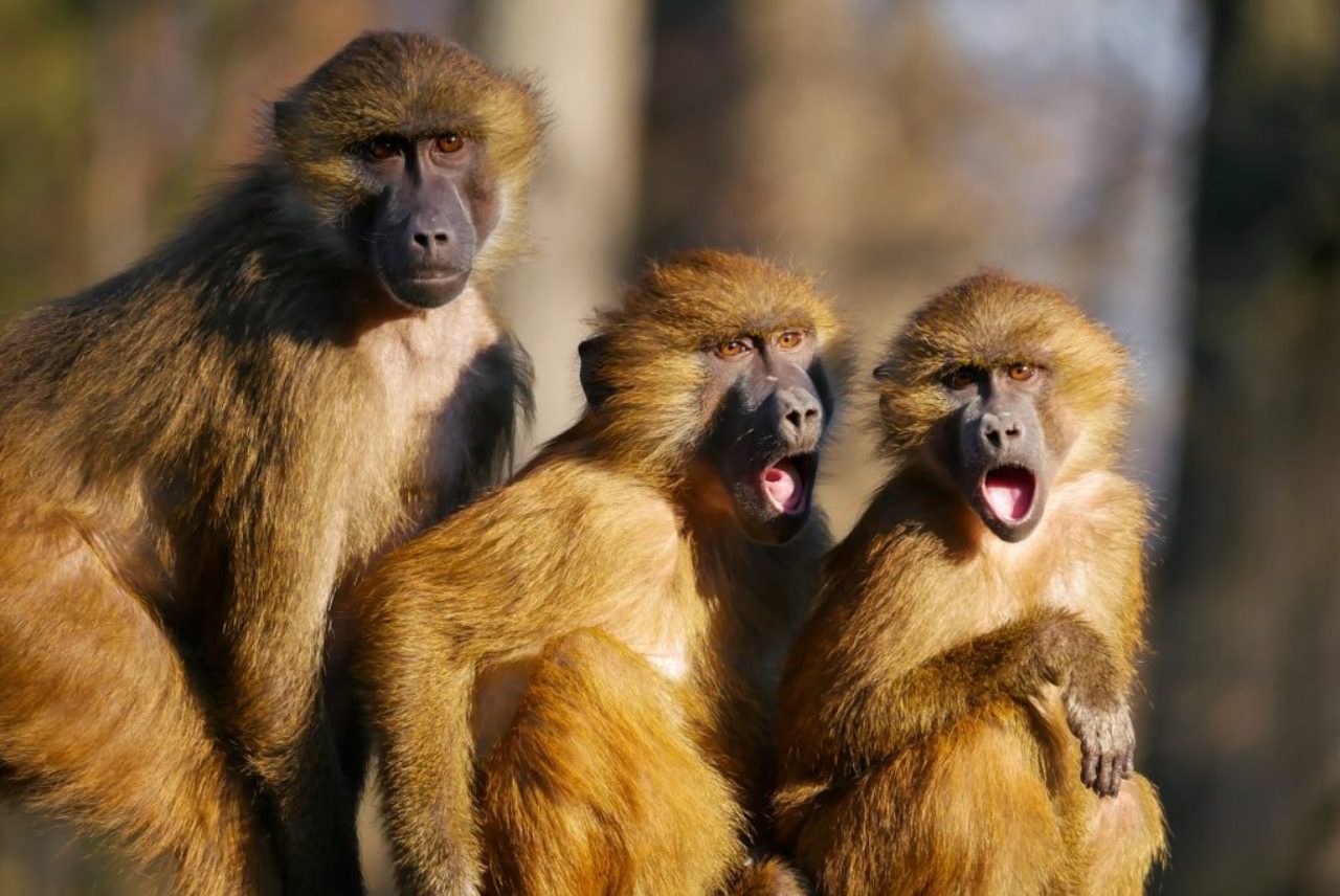 three-monkeys-side-by-side-with-shocked-facial-expressions