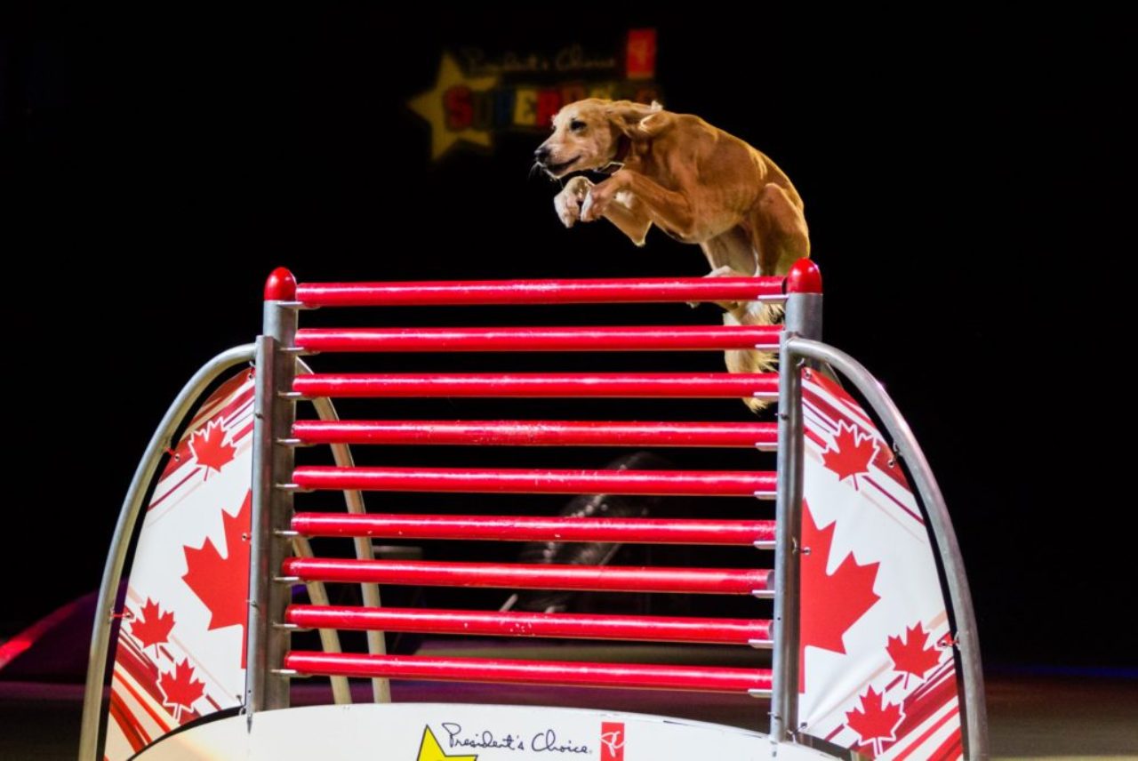 brown-dog-jumping-over-hurdle-at-superdog-show